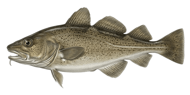 Fishing in Norway 2026: Regulations, Licenses, and Limits – A Complete ...