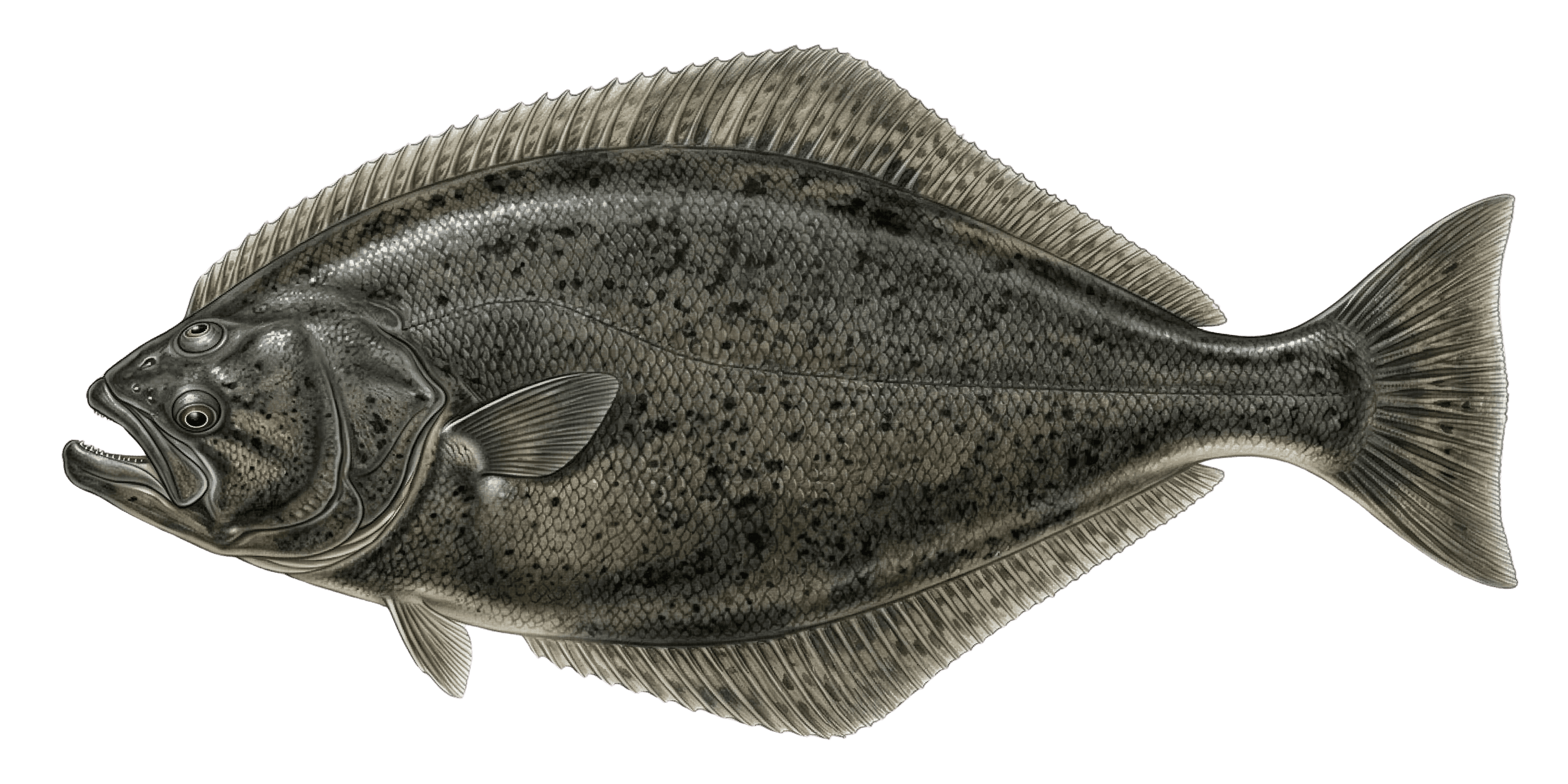 Halibut