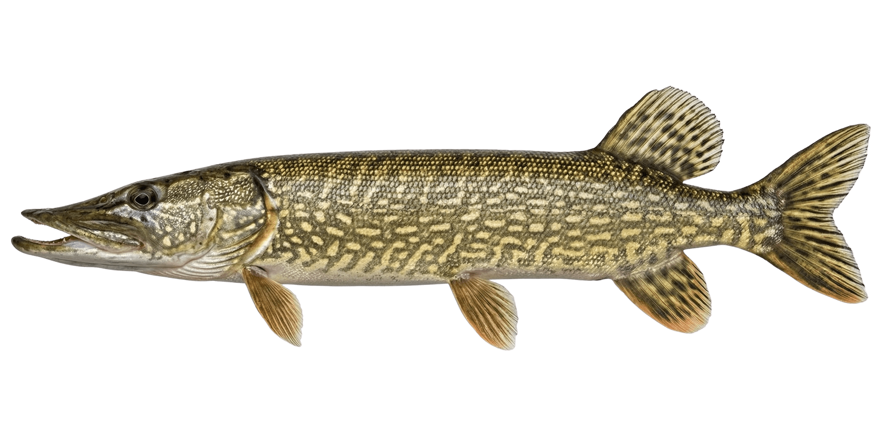 Pike
