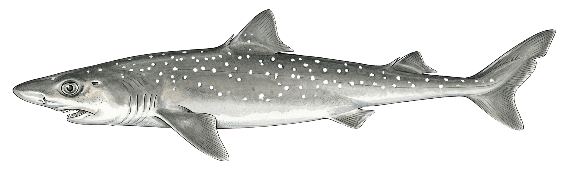 Spiny Dogfish