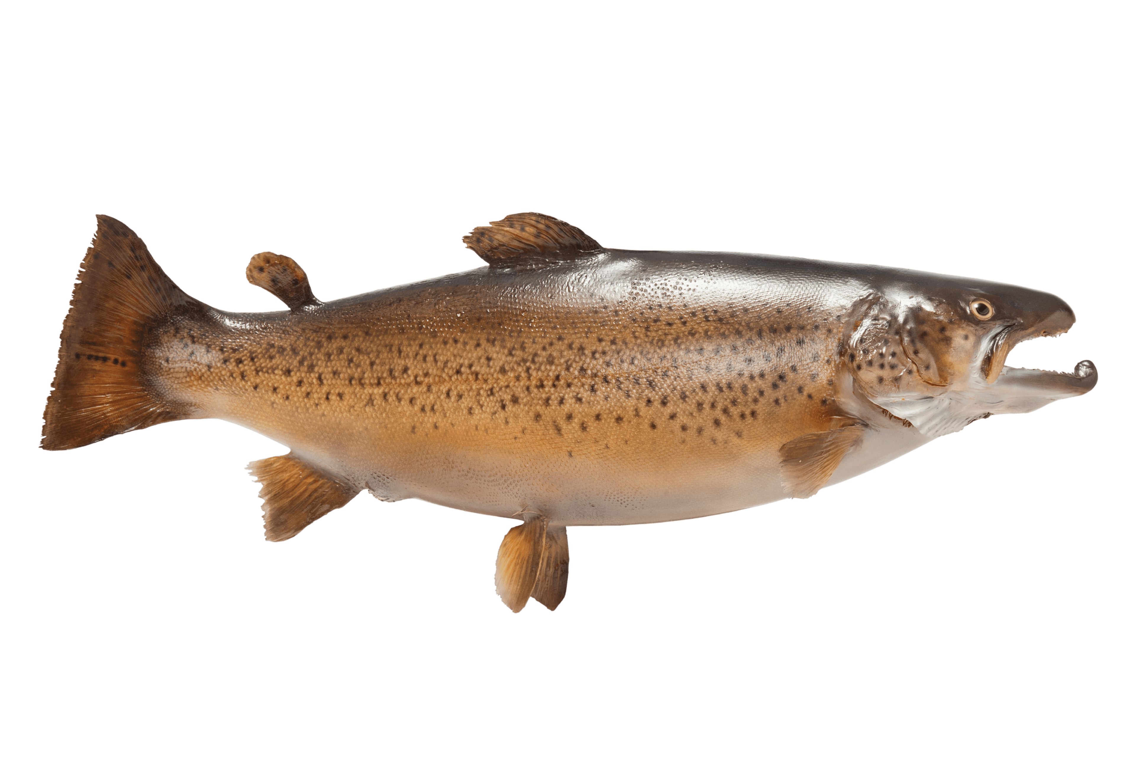 The 5 Best Trout Rivers in Sweden Right Now