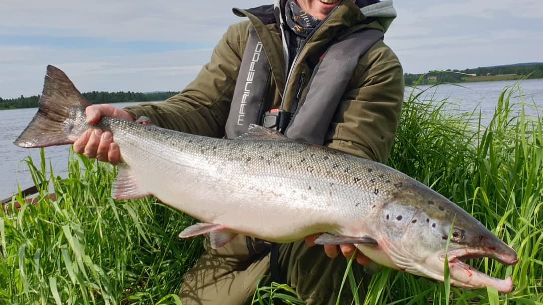 Salmon fly fishing on Tornio River in finland