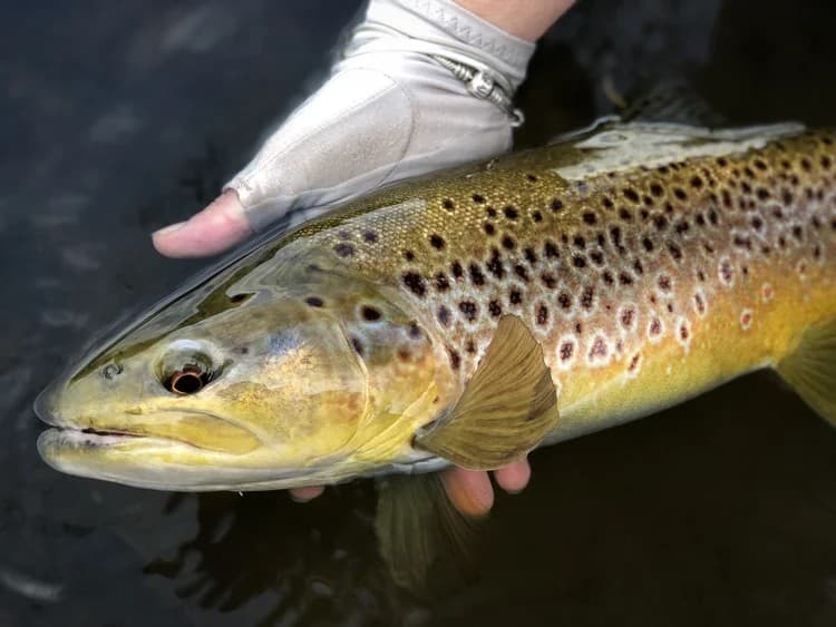 Brown Trout