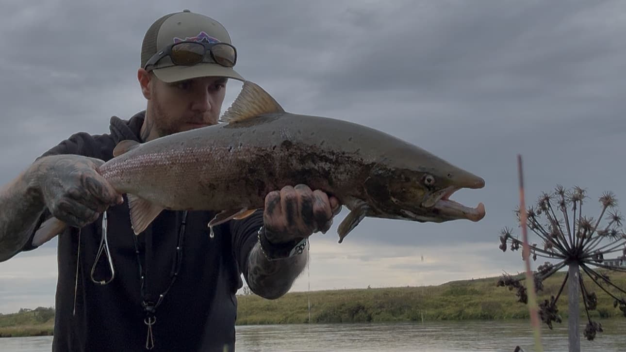 Trout fishing in icelandic river