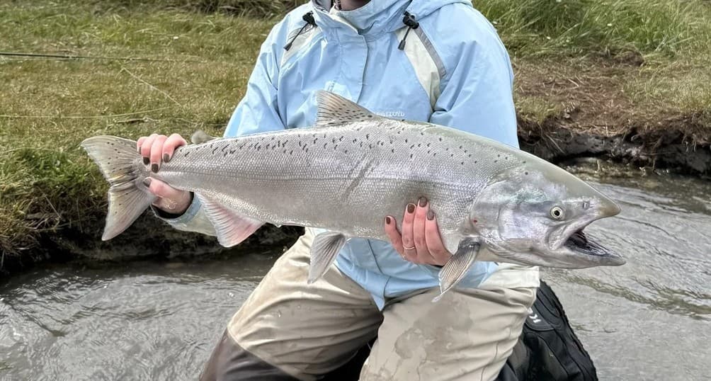 Mackerel