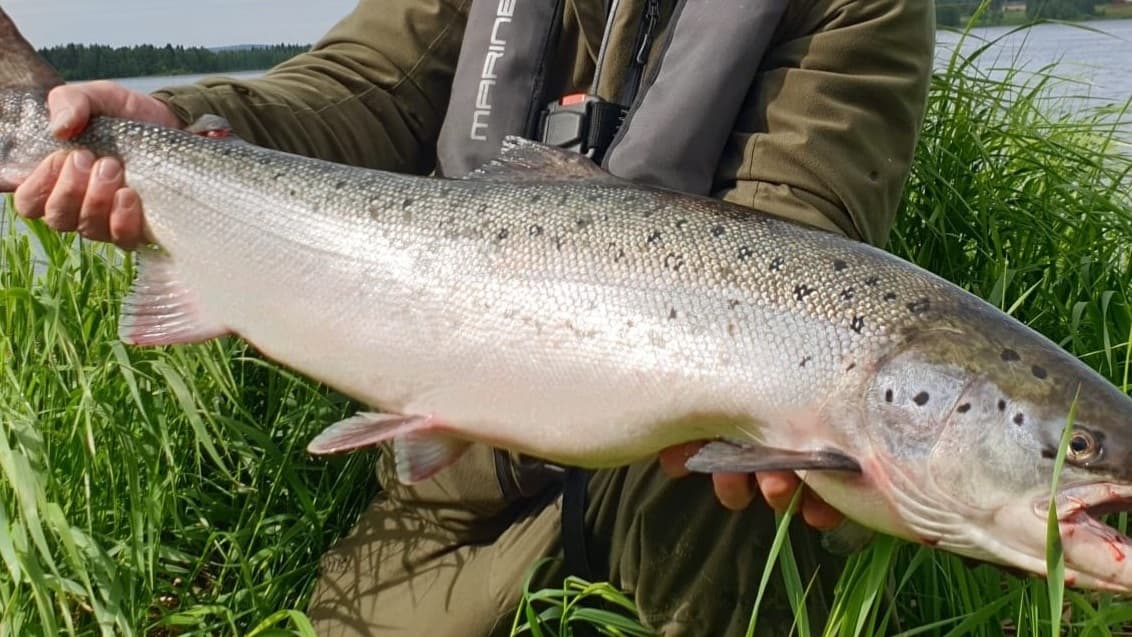 Arctic Wilderness Chronicles: Wild River & Lake Fishing in Finnish Lapland