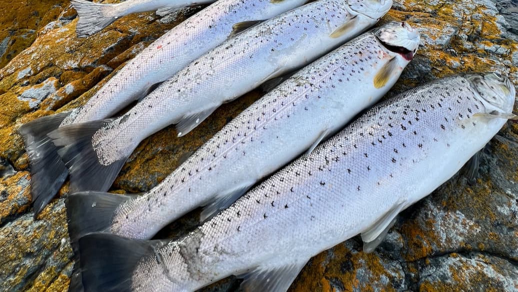 Sea trout fishing in Alta region ( coastal fishing ) ( May-June)