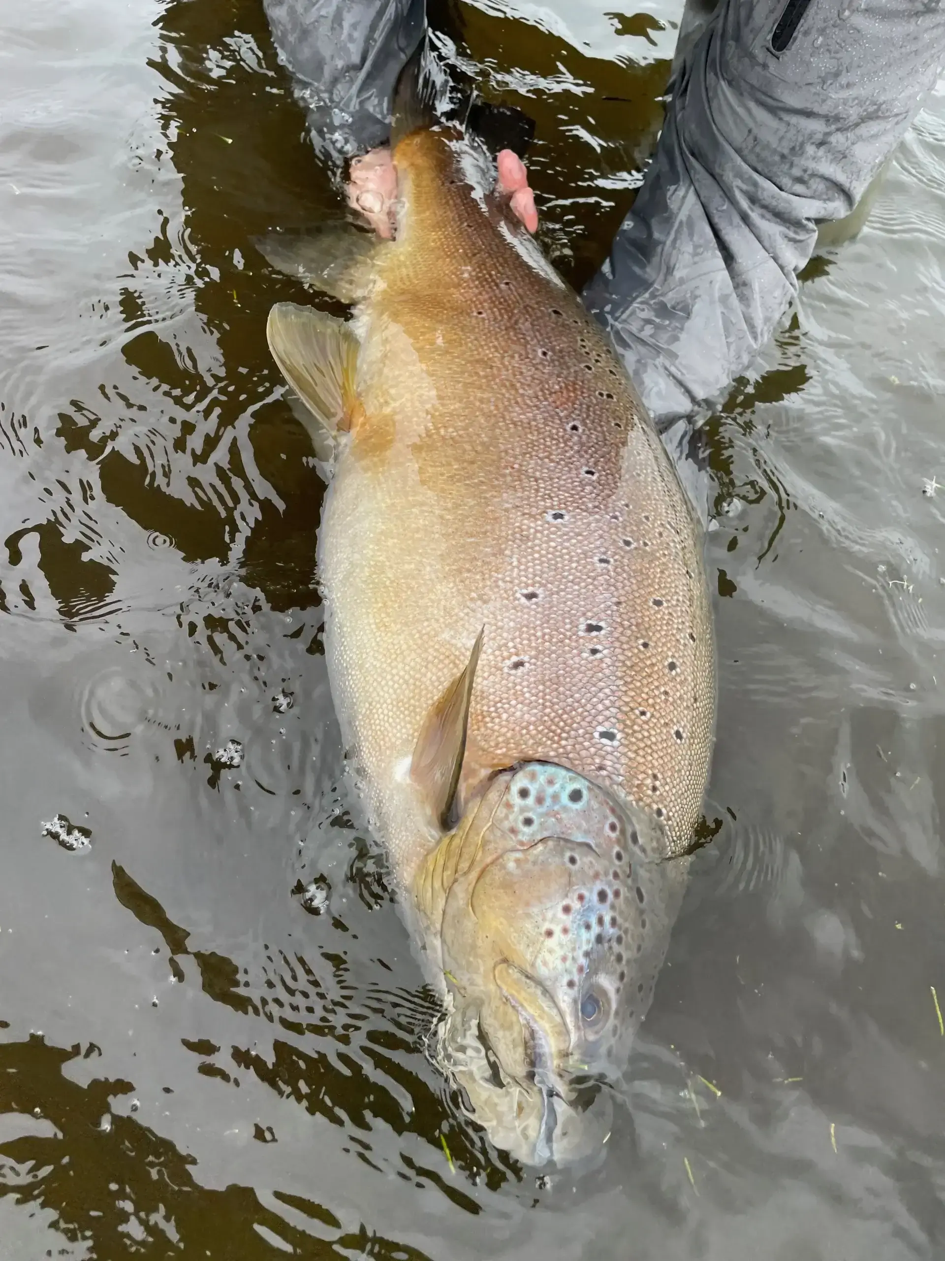 Split-Destination Lodge Week in Aysén — Flywise Anglers, Chile photo 5