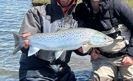 Sea-run Brown Trout