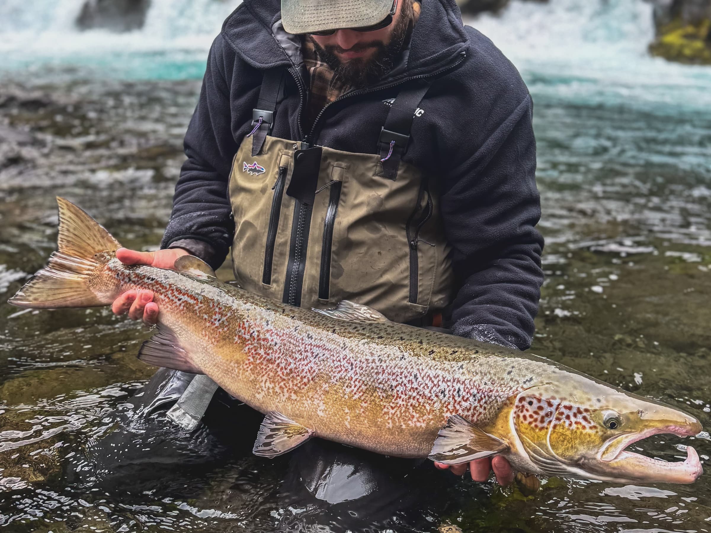 Salmon