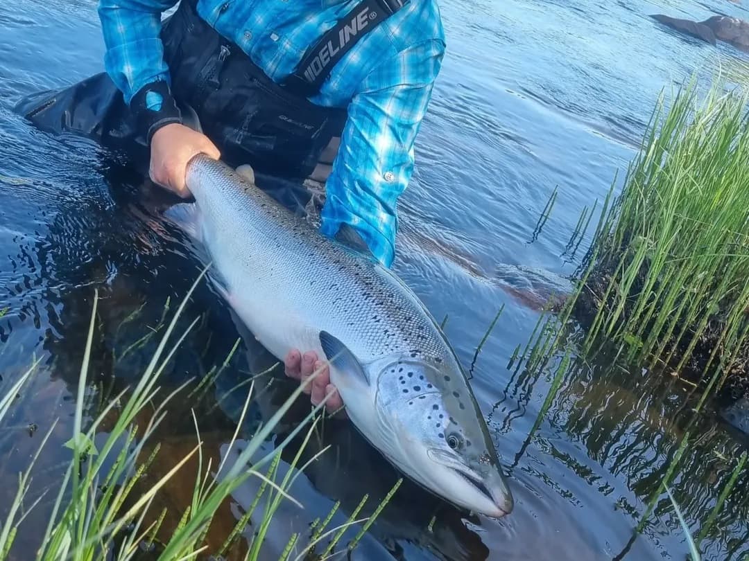 Atlantic Salmon