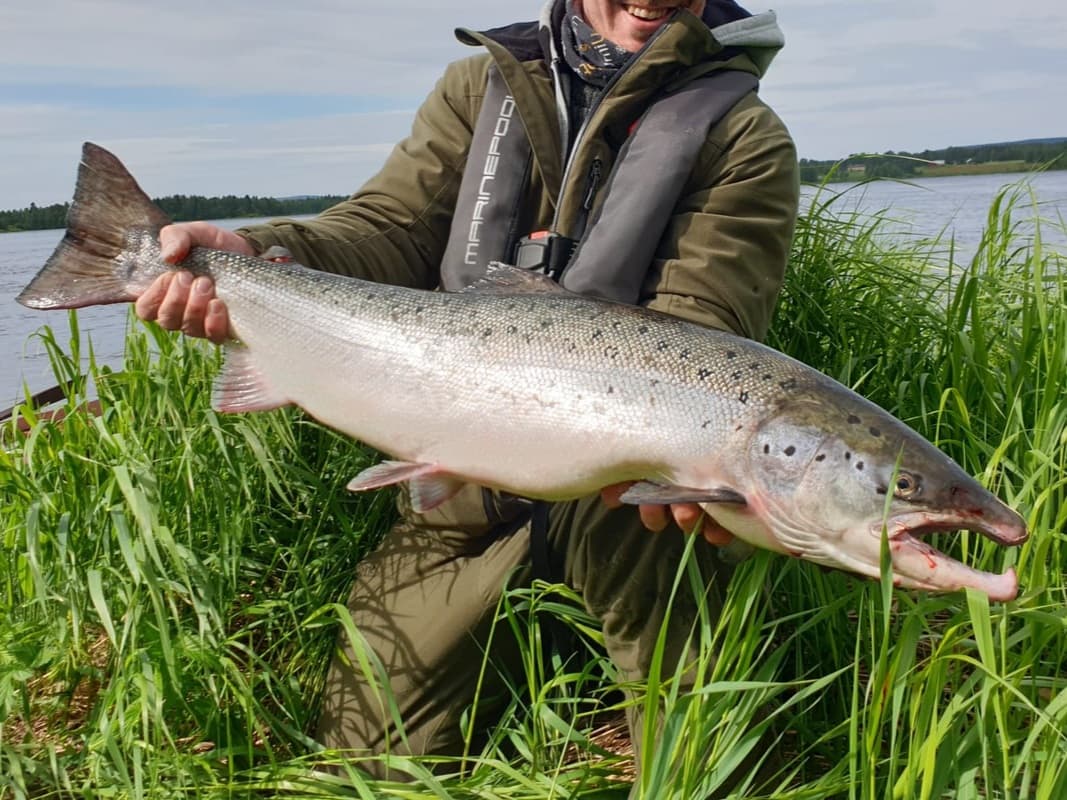 Atlantic Salmon