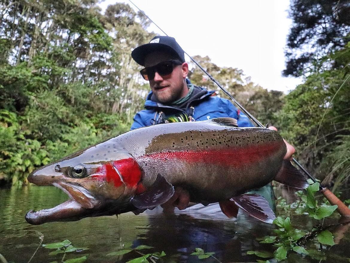 Rainbow Trout