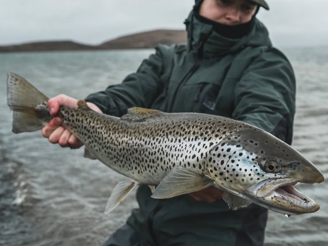 Sea Trout