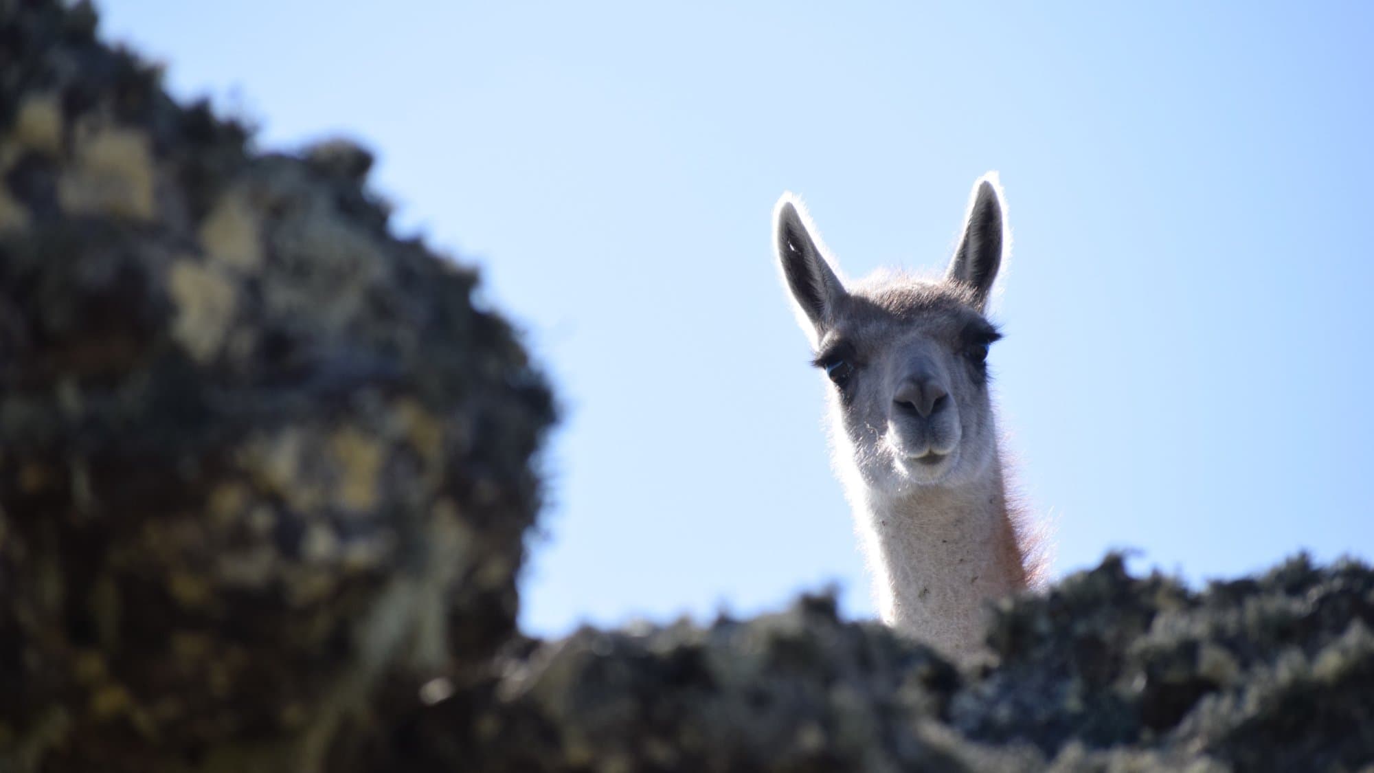 Javier Leppe — Chile