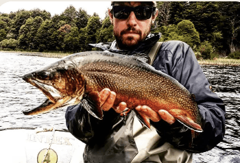 Brook Trout