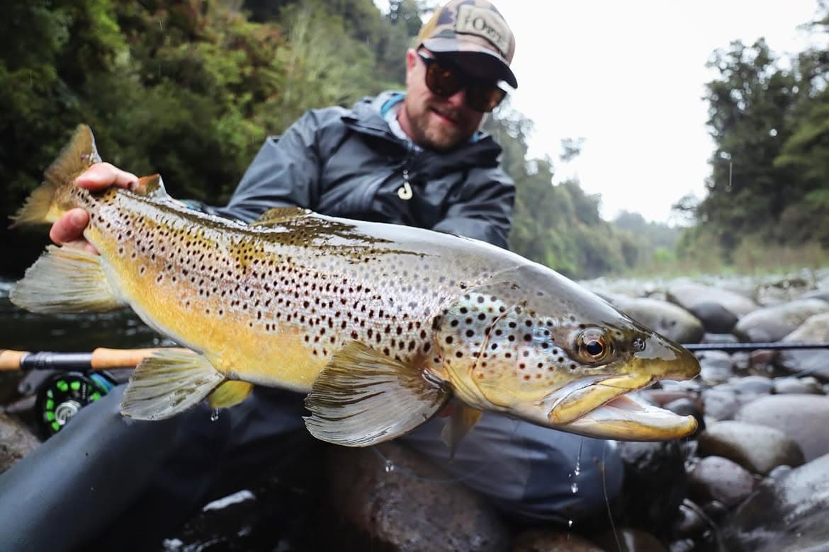 Brown Trout