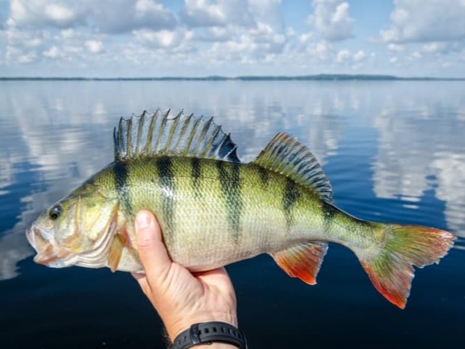 Perch