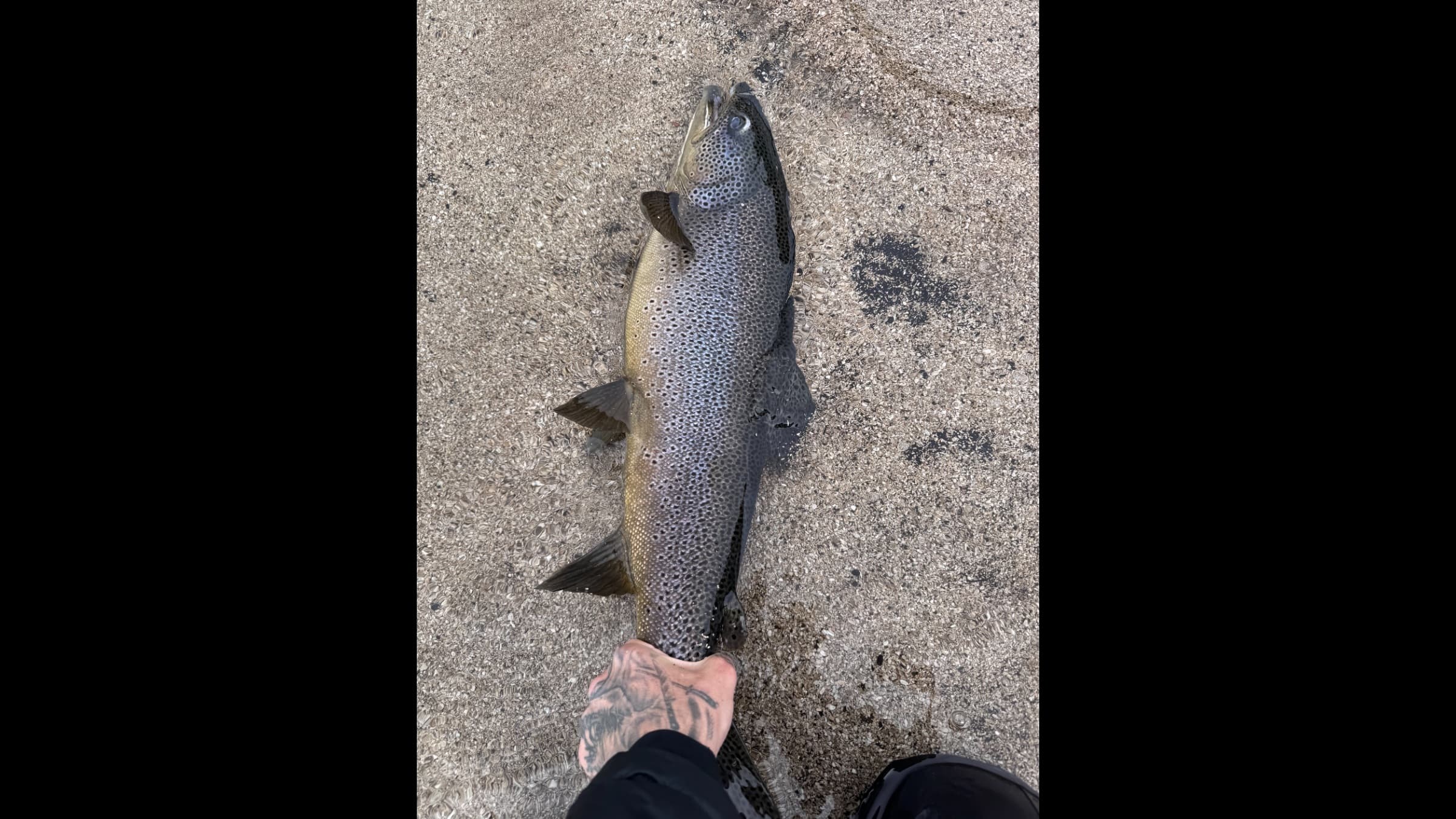 Chasing trophy Brown Trouts