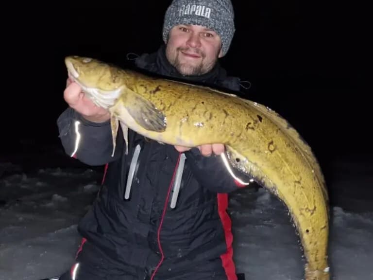 Burbot
