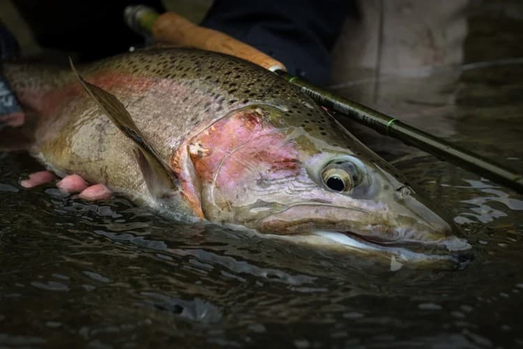 Rainbow Trout