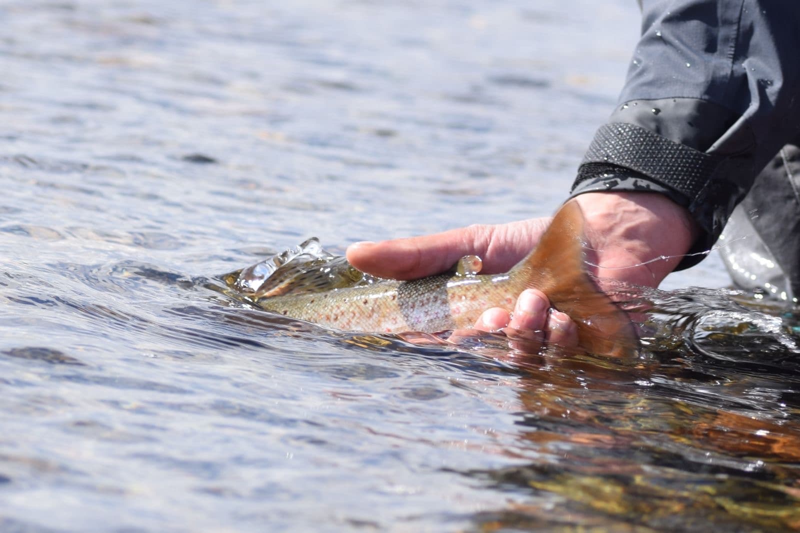 Chinook Salmon & Sea-Run Browns — Chilean Tierra del Fuego photo 3