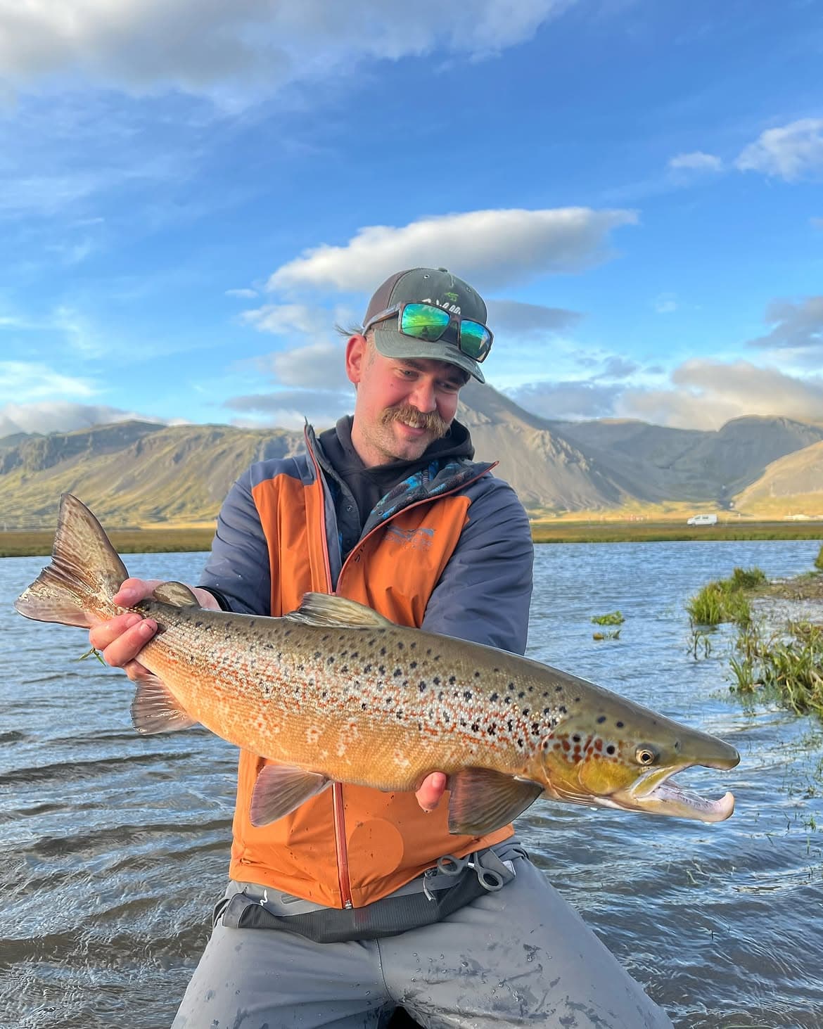 Brown Trout