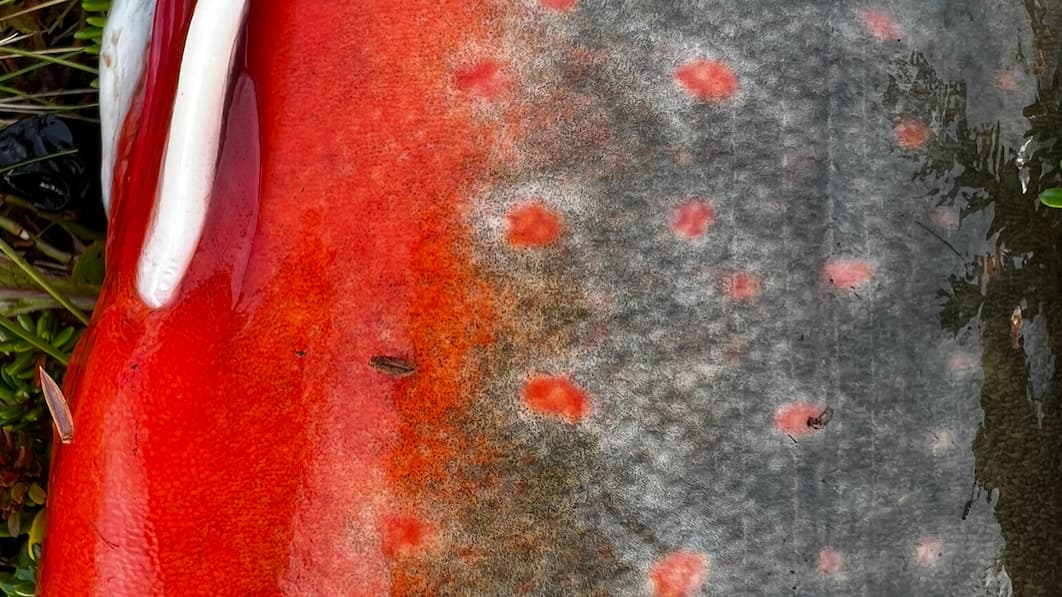 Char and brown trout fishing trip in small tundra lakes ( May - June ) ( Sep-Oct )